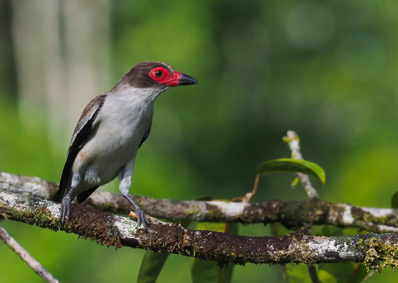 WEISSNACKENTITYRA, MASKED TITYRA, TITYRA SEMIFASCIATA