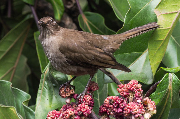 CABANISDROSSEL, MOUNTAIN ROBIN, TURDUS PLEBEJUS