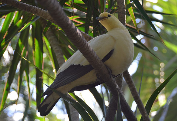 ZWEIFARBENFRUCHTTAUBE, PIED IMPERIAL PIGEON, DUCULA BICOLOR