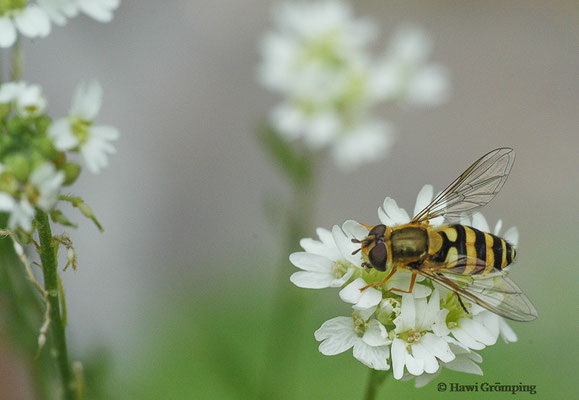 KLEINE SCHWEBFLIEGE, SYRPHUS VITRIPENNIS