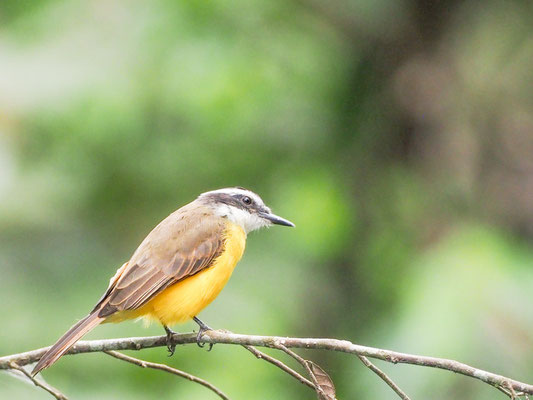 Liktormaskentyrann, Lesser Kiskadee - Pitangus lictor