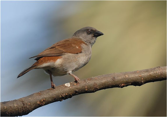 GRAUKOPFSPERLING, GREY-HEADED SPARROW, PASSER GRISEUS