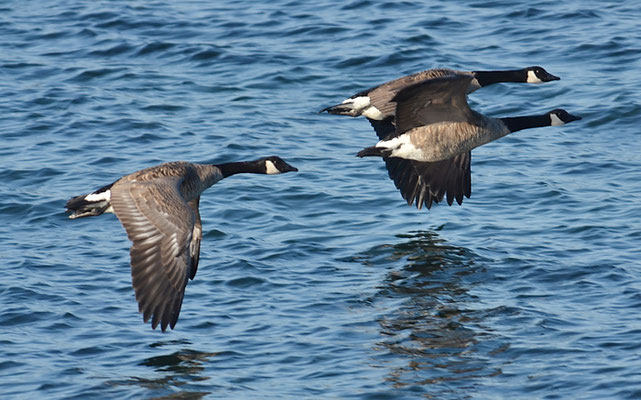 KANADAGANS, CANADA GOOSE, BRANTA CANADENSIS