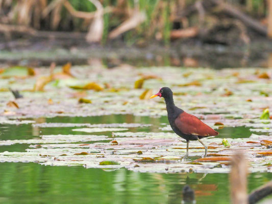Rotstirn-Blatthühnchen, Wattled Jacana - Jacana jacana