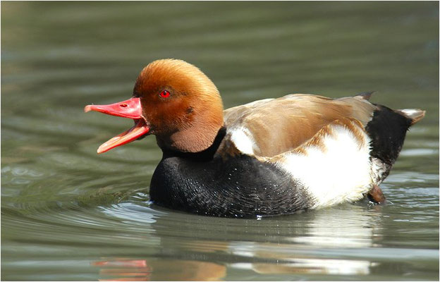 KOLBENENTE, RED-CRESTED POCHARD, NETTA RUFINA