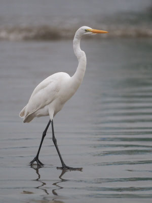 SILBERREIHER, GREAT EGRET - ARDEA ALBA