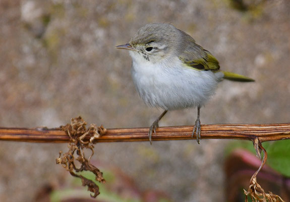 BERGLAUBSÄNGER, WESTERN BONELLI´S WARBLER, PHYLLOSCOPUS BONELLI