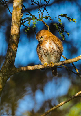 KUBA-SPERLINGSKAUZ, CUBAN PYGMY-OWL, GLAUCIDIUM SIJU