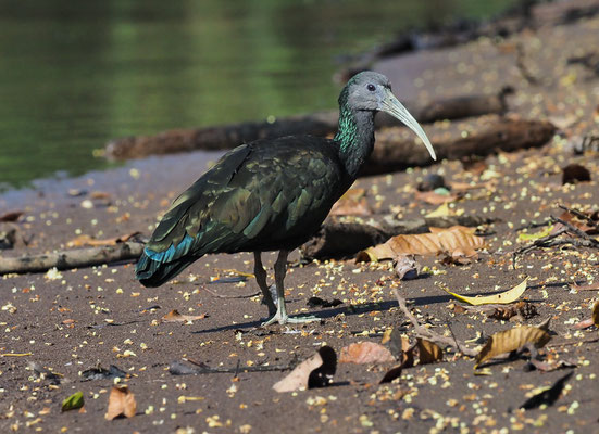 GRÜNIBIS, GREEN IBIS, MESEMBRINIBIS CAYENNENSIS