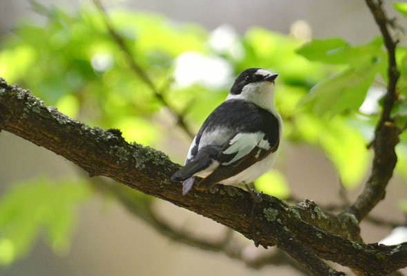 HALSBANDSCHNÄPPER, COLLARED FLYCATCHER, FICEDULA ALBICOLLIS