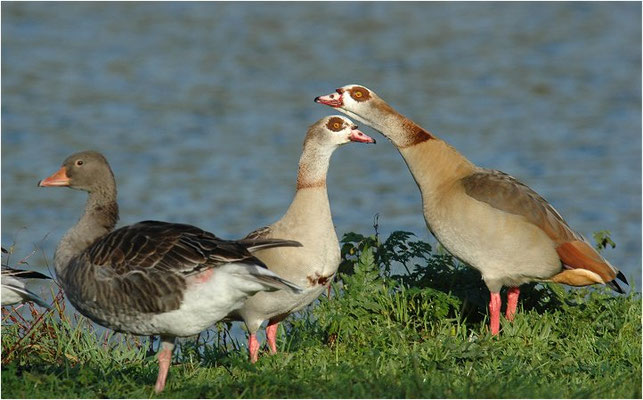NILGANS, EGYPTIAN GOOSE, ALOPOCHEN AEGYPTIACA