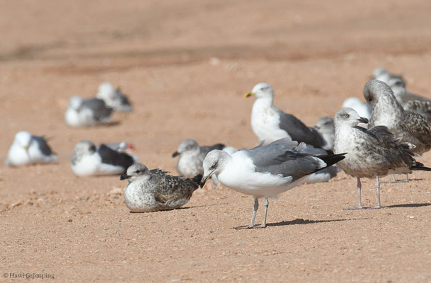 MITTELMEERMÖWE, YELLOW-LEGGED GULL, LARUS MICHAHELLIS