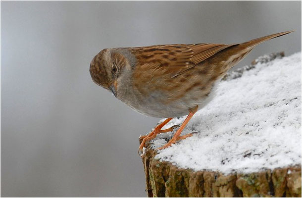 HECKENBRAUNELLE, DUNNOCK, PRUNELLA MODULARIS