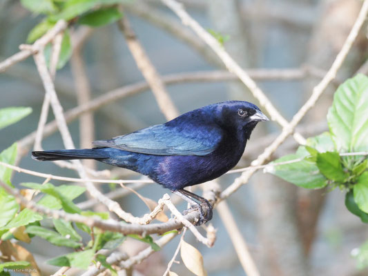 GLANZKUHSTÄRLING, SHINY COWBIRD - MOLOTHRUS BONARIENSIS