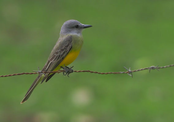 TRAUERTYRANN, TROPICAL KINGBIRD, TYRANNUS MELANCHOLICUS