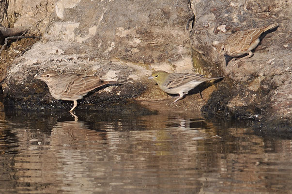 TÜRKENAMMER, CINEREOUS BUNTING, EMBERIZA CINERACEA