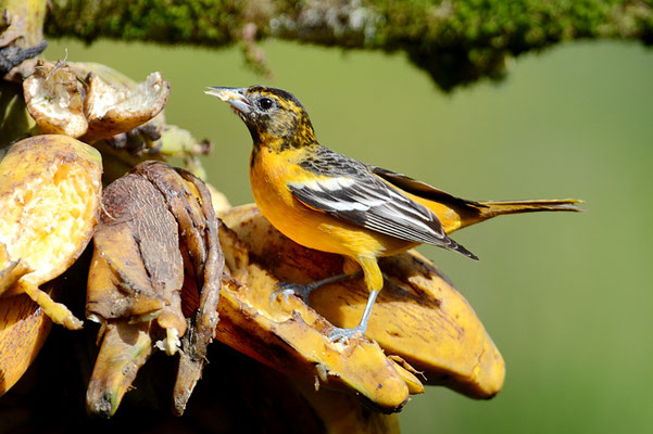 BALTIMORETRUPIAL, BALTIMORE ORIOLE, ICTERUS GALBULA