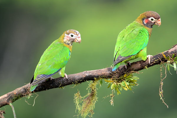 BLUTOHRPAPAGEI, BROWN-HOODED PARROT, PINOPSITTA HAEMATOTIS