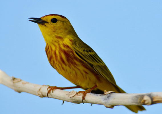 GOLDWALDSÄNGER, YELLOW WARBLER, DENDROICA PETECHIS RUFOPILEATA