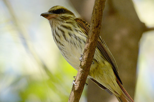 STREIFENTYRANN, STREAKED FLYCATCHER, MYIODYNASTES MACULATUS 