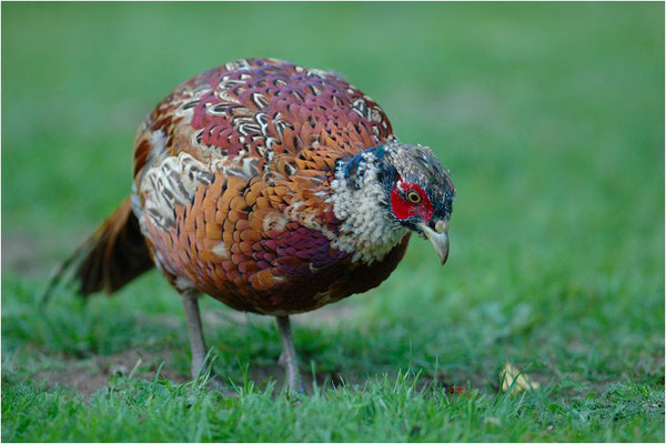 FASAN, COMMON PHEASANT, PHASIANUS COLCHICUS