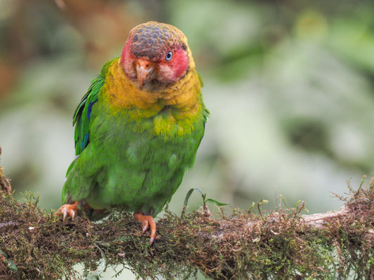 Rosenwangenpapagei, Rose-faceld Parrot - Pyrilla pulchra