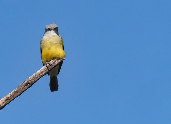 TRAUERTYRANN, TROPICAL KINGBIRD, TYRANNUS MELANCHOLICUS