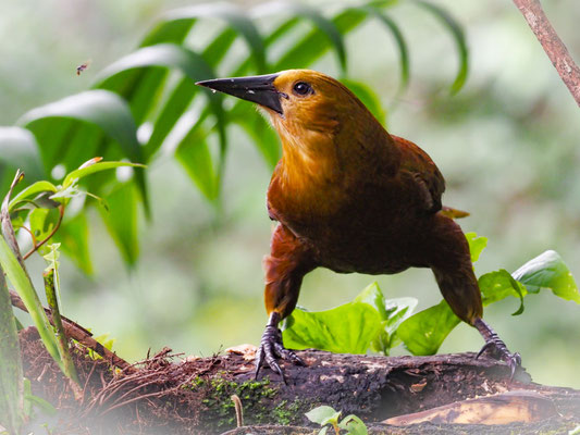 BREITHAUBEN-STIRNVOGEL, RUSSET-BACKED OROPENDOLA - PSAROCOLIUS ANGUSTIFRONS