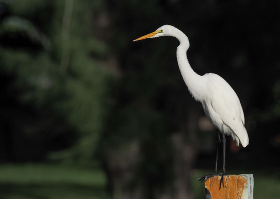 SILBERREIHER, GREAT EGRET, ARDEA ALBA