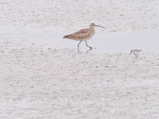 Regenbrachvogel, Whimbrel - Numenius phaeopus