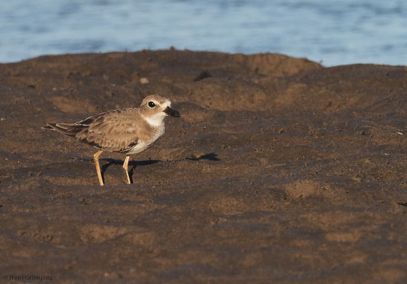 WILSON-REGENPFEIFER, WILSON´S PLOVER, CHARADRIUS WILSONIA