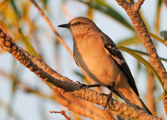 Spottdrossel, Northern Mockingbird