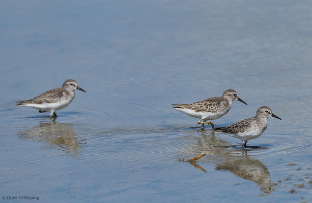 WIESENSTRANDLÄUFER, LEAST SANDPIPER, CALIDRIS MINUTILLA