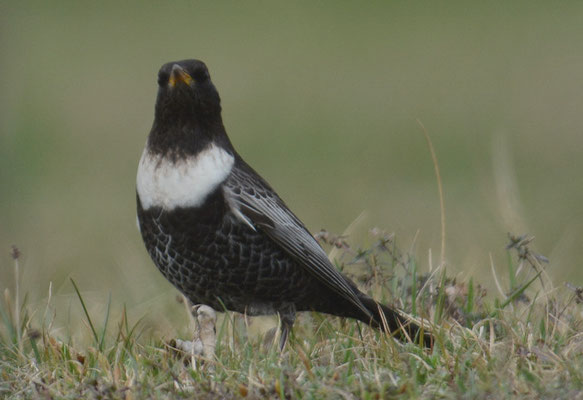 RINGDROSSEL, RING OUZEL, TURDUS TORQUATUS