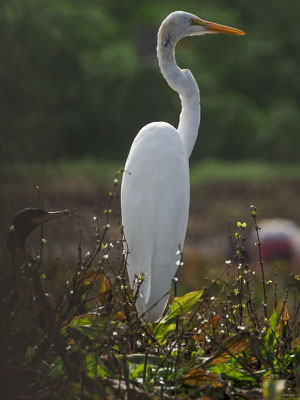 SILBERREIHER, GREAT EGRET, ARDEA ALBA