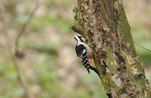 WEISSRÜCKENSPECHT, WHITE-BACKED WOODPECKER, DENDROCOPOS LEUCOTOS