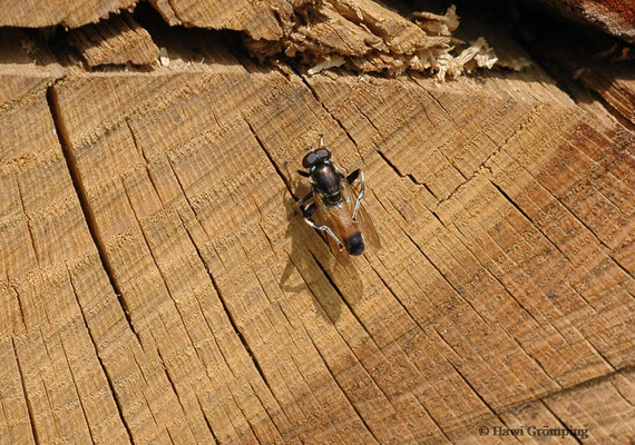 GEMEINE LANGBAUCHSCHWEBFLIEGE, XYLOTA SEGNIS