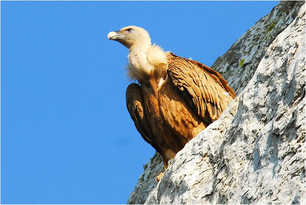 GÄNSEGEIER, GRIFFON VULTURE, GYPS FULVUS