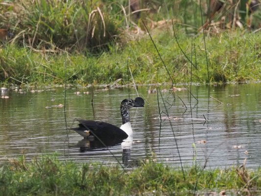 Höckerglanzgans, Comb Duck - Sarkidionis melanotus