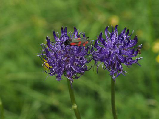 Zarte Teufelskralle (Phyteuma tenerum)