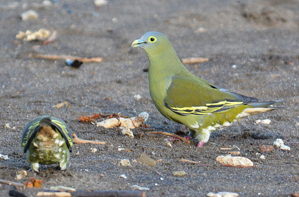 GRAUMASKENTAUBE, GREY-CHEEKED GREEN PIGEON, TRERON GRISEICAUDA