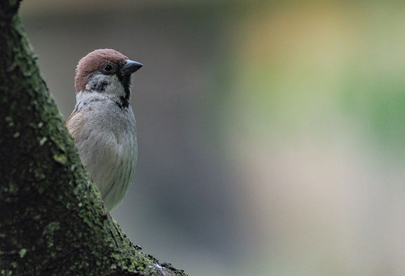 FELDSPERLING, TREE SPARROW, PASSER MONTANUS