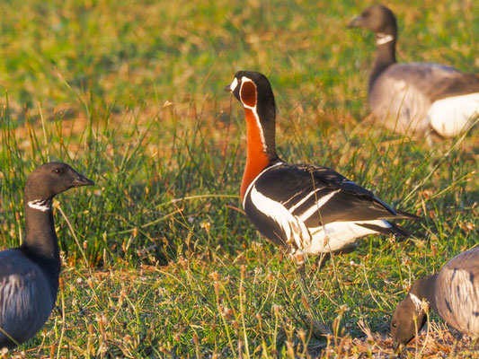 Rothalsgans, Red-breasted goose, Branta rufficollis