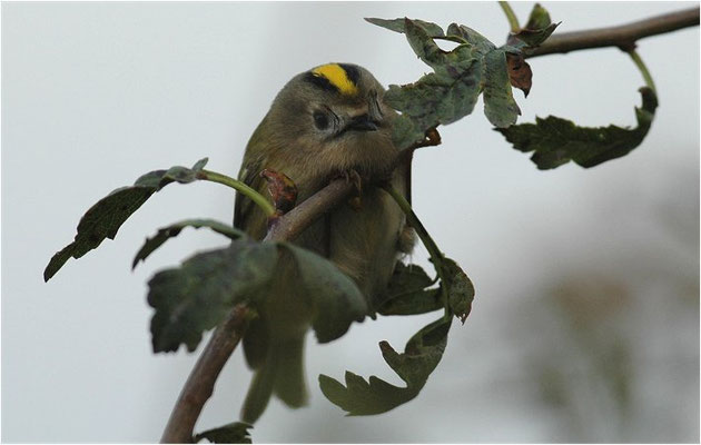 WINTERGOLDHÄHNCHEN, GOLDCREST, REGULUS REGULUS