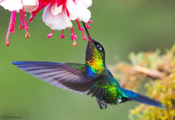 FEUERKEHLKOLIBRI, FIERY-THROATED HUMMINGBIRD, PANTERPE INSIGNIS