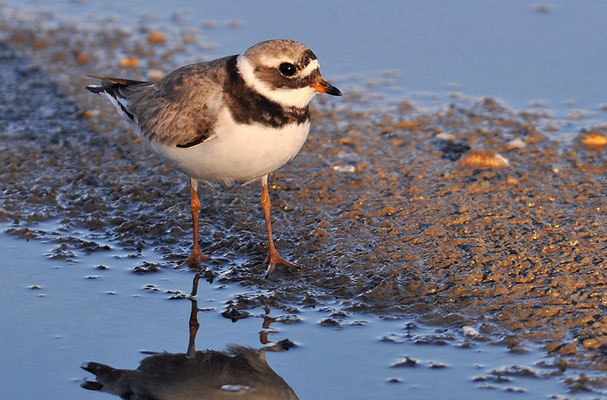 SANDREGENPFEIFER, RINGED PLOVER, CHARADRIUS HIATICULA