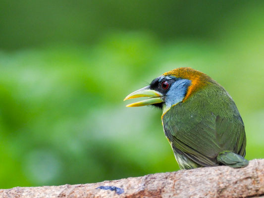 ANDENBARTVOGEL, RED-HEADED BARBET -  EUBUCCO BOURCIERII