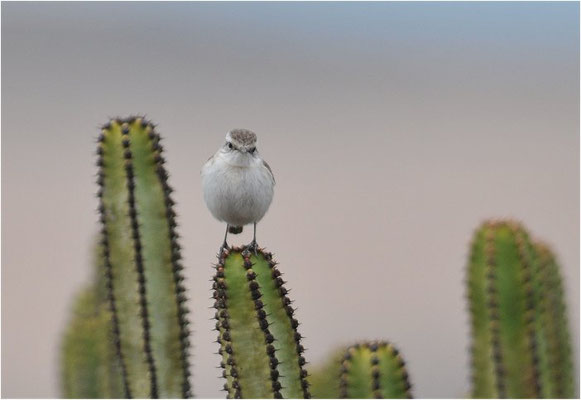 KANARENSCHMÄTZER, FUERTEVENTURA STONECHAT, SAXICOLA DACOTIAE