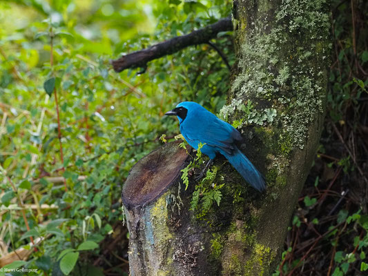 TÜRKISHÄHER, TURQUOISE JAY - CYANOLYCA TURCOSA