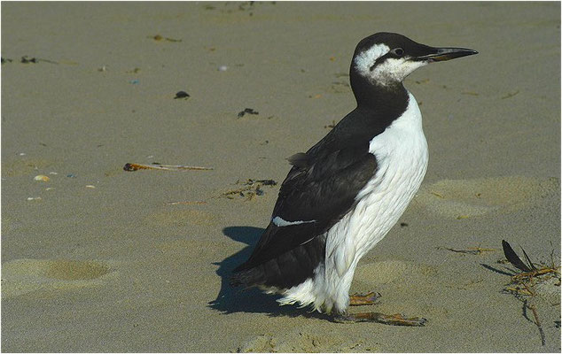 TROTTELLUMME, GUILLEMOT, URIA AALGE
